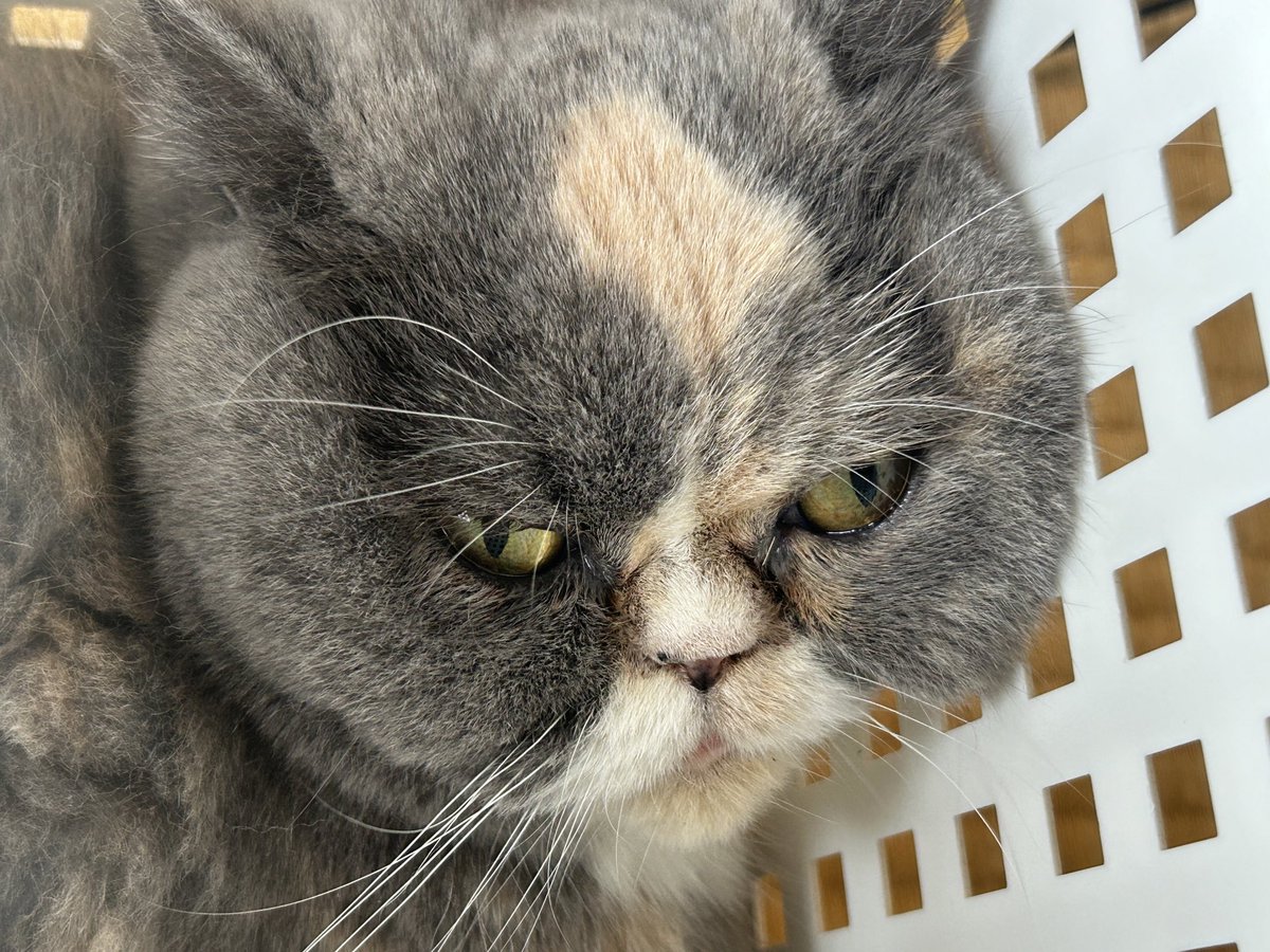 ta280526's tweet photo. 四角いチャン猫 https://t.co/fqh0dh2eLu
