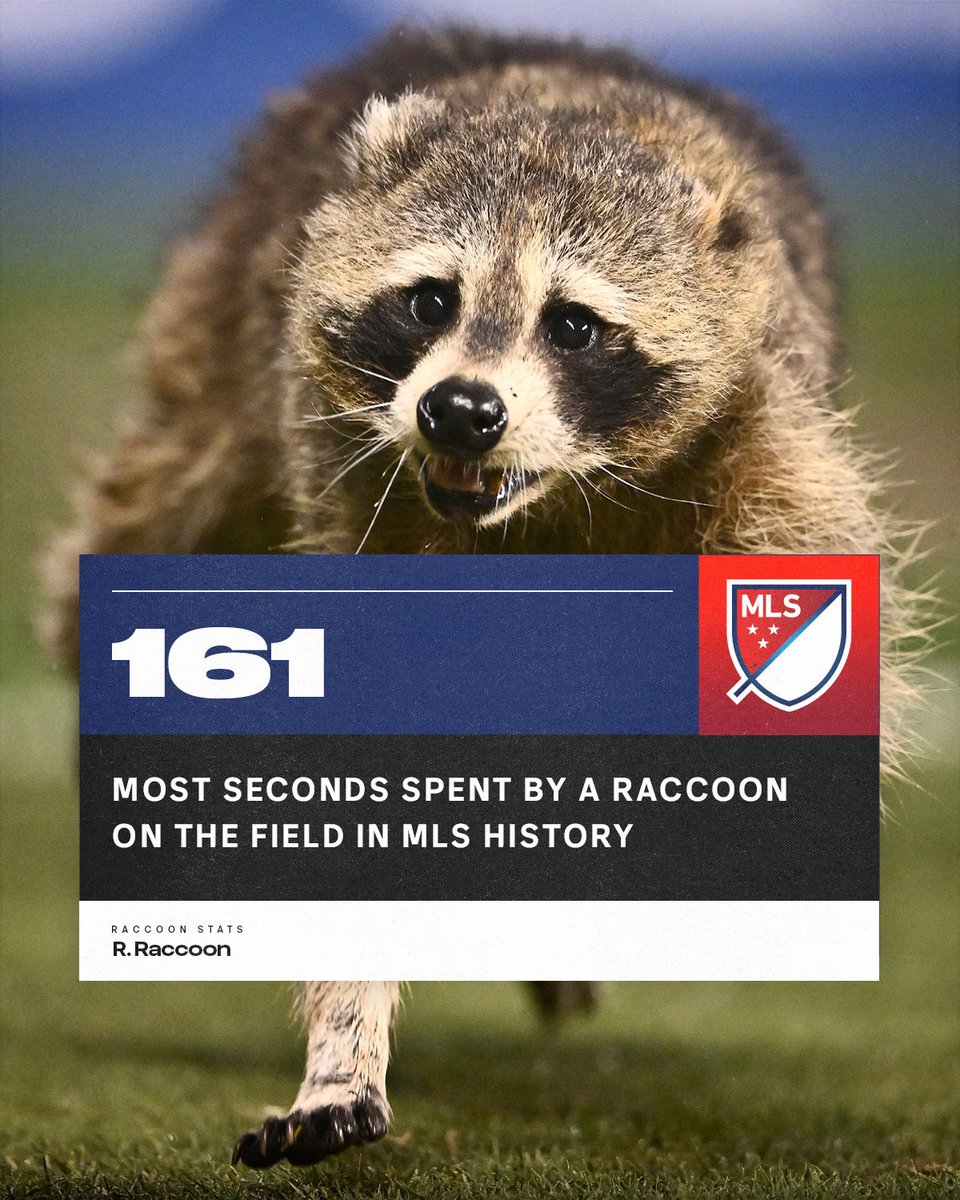 Unofficially, Raquinho the Raccoon spent 161 seconds on the field tonight, which was the most by a raccoon in @MLS history.