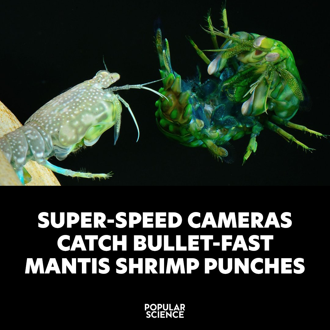 Super-slow-motion videos show the shrimp, whose punches carry the force of a 22-caliber bullet, in action. trib.al/B9eAEGZ