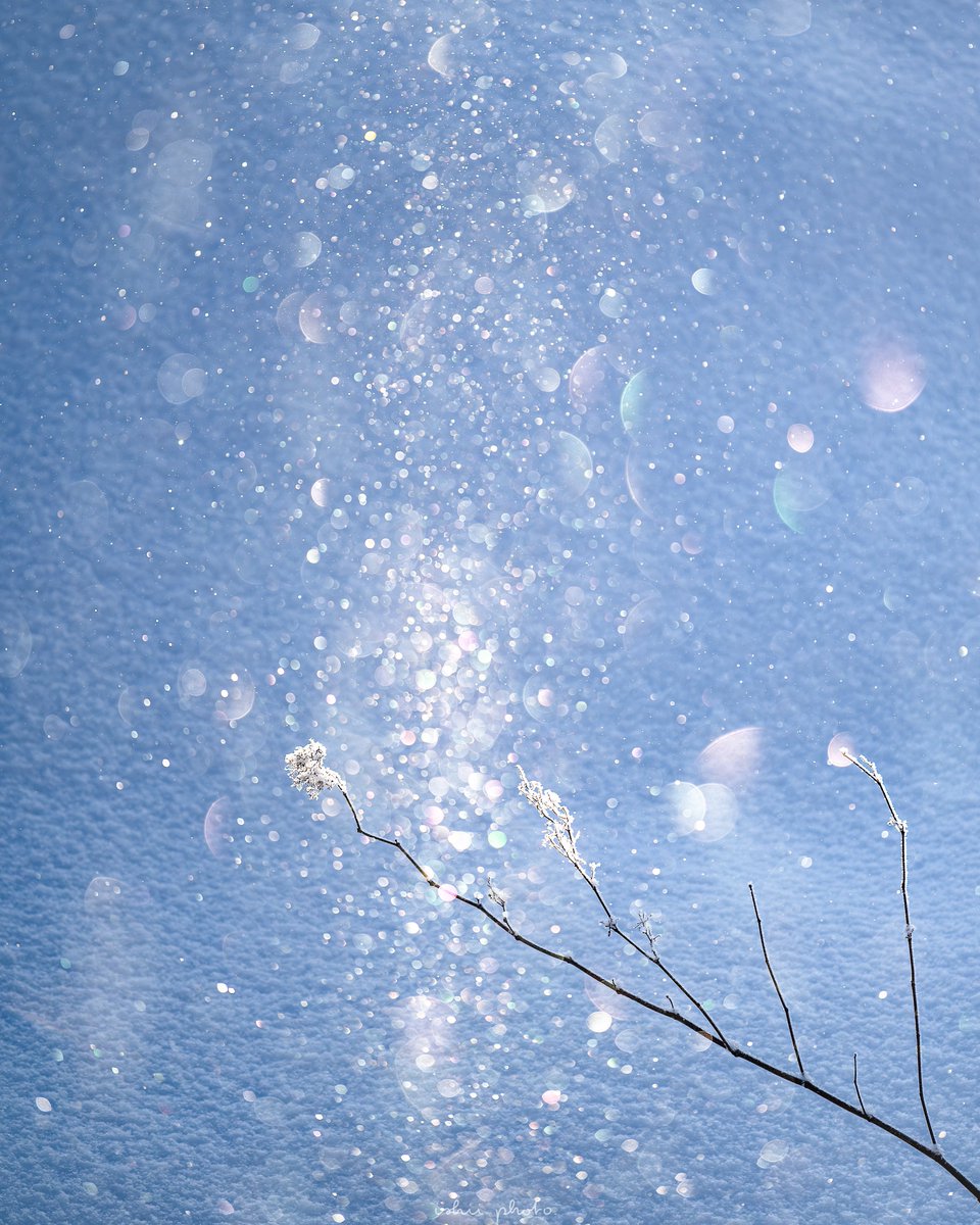 #作品を載せて自分の作品を知ってもらおう

冬がとても好きです☃️❄️

#東京カメラ部
#私とニコンで見た世界