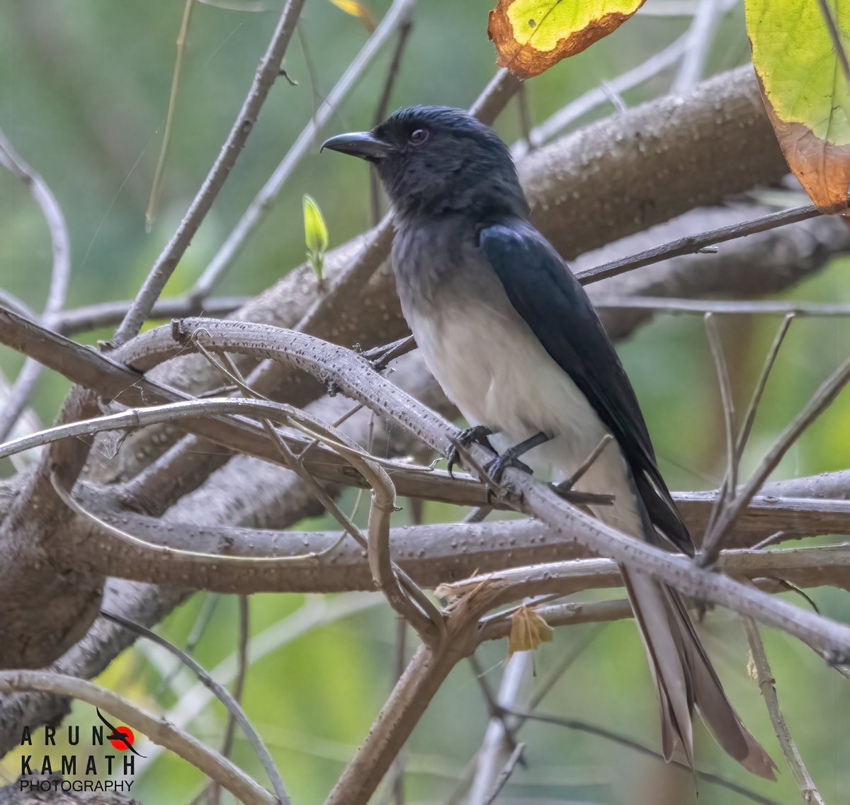 The white bellied drongo from Aravallis of Gurgaon. They are insectivorous and mainly black in colour, but with a white belly and vent. Young birds are, however, all black and may be confused with the black drongo. #indiaves #TwitterNaturePhotography #birds #thephotohour