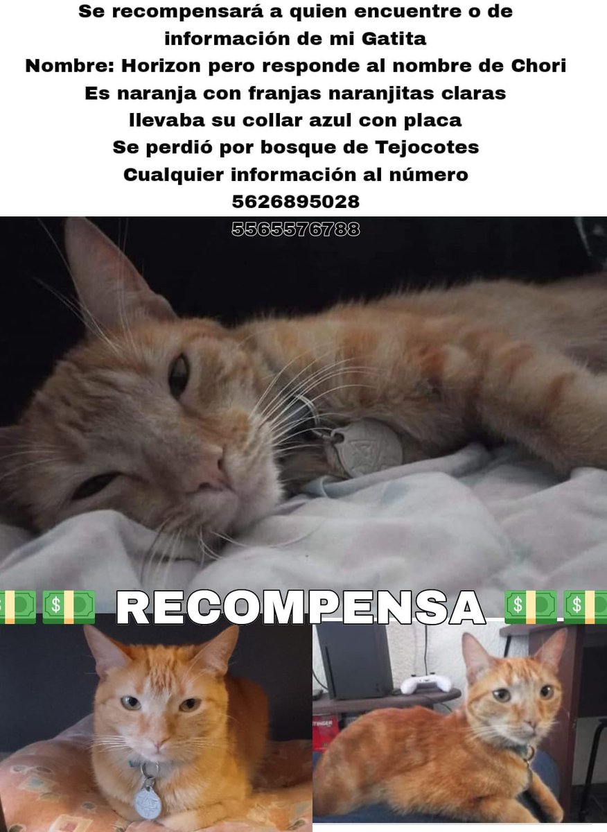 ¡Ayuda! La #gatita #Chori se extravió en #BosquesDeLasLomas #CDMX ¿nos ayudarías con tu retuit para que aparezca? Se ofrece #recompensa 😿 #gataPerdida #gatoPerdido #gatosDeTwitter #gatosDeX