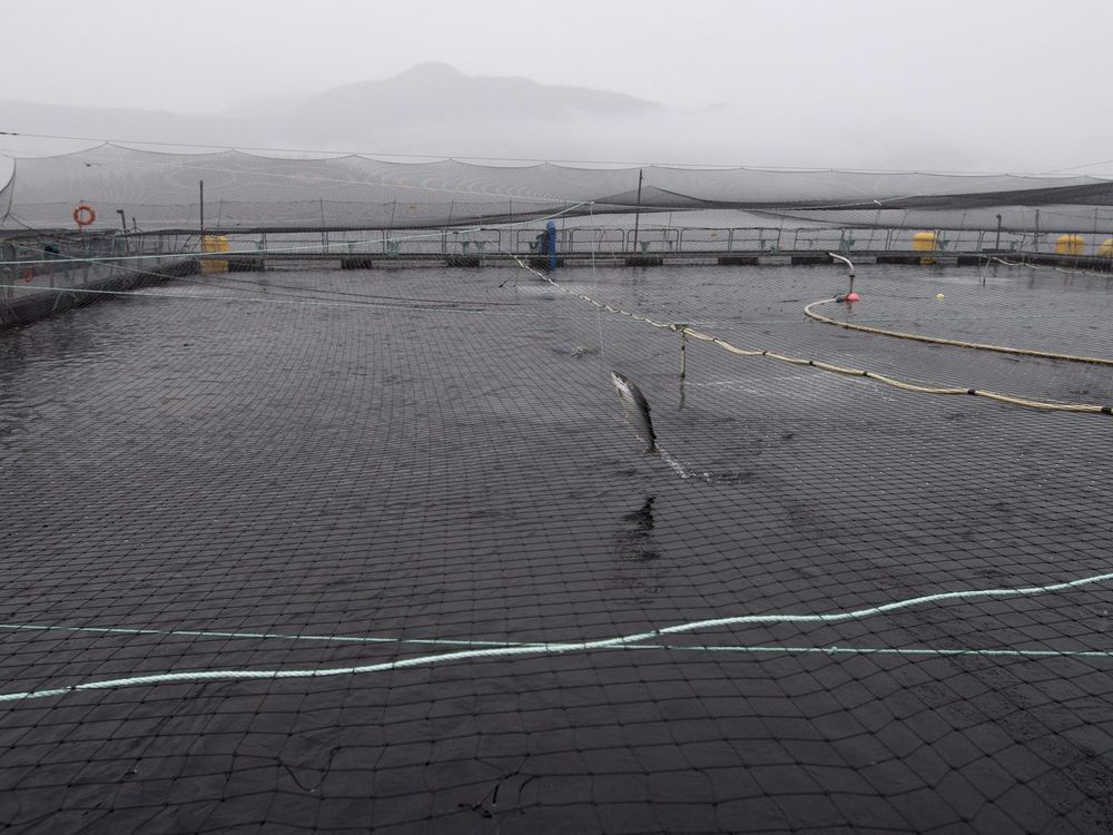 B.C. First Nation to reactivate judicial review of DFO’s salmon farm virus policy vancouversun.com/business/local…