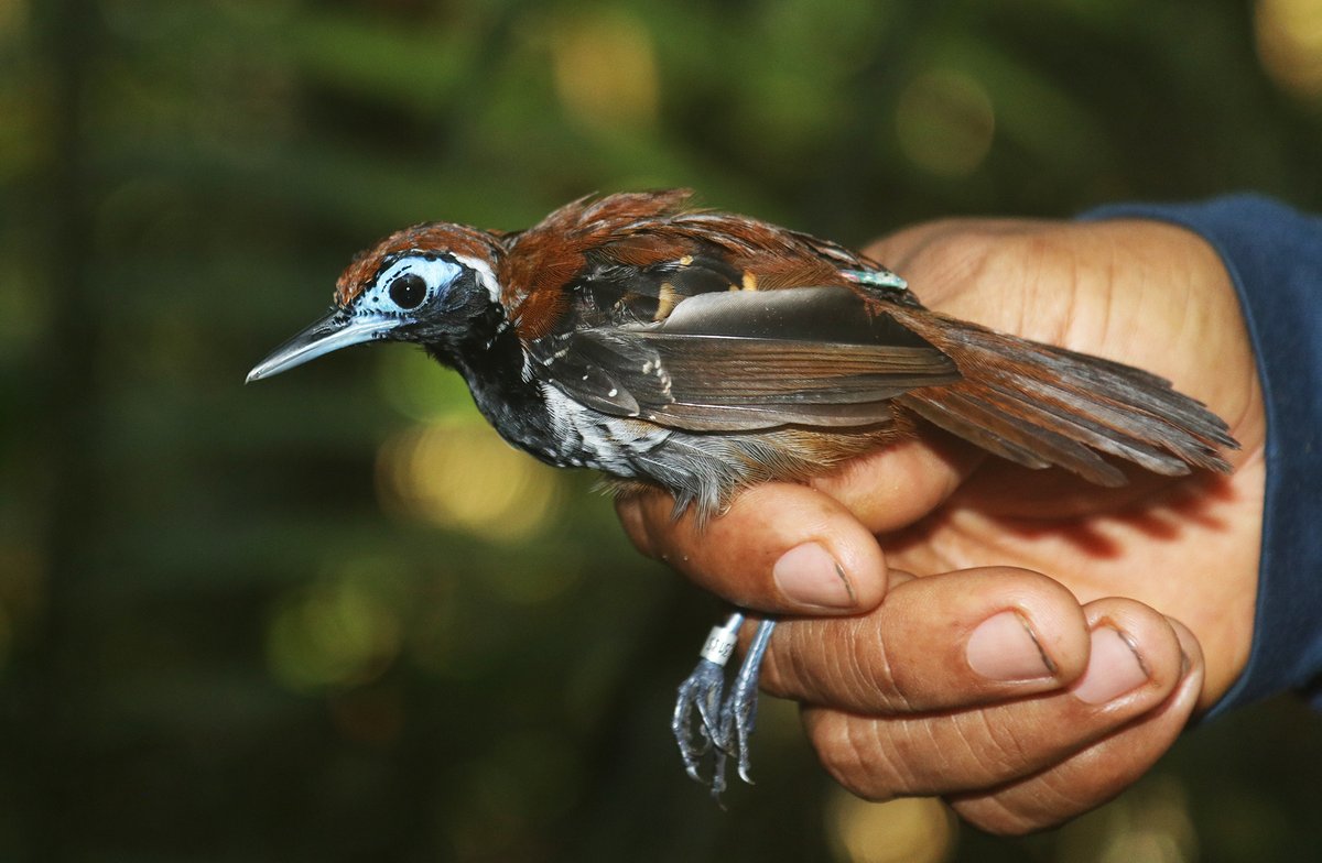 Paper alert: bio-loggers reveal Amazonian birds' unique thermoregulation strategies, with some lessons for conservation. 🌳🦗🐦‍⬛ Details rb.gy/9rkhfp, doi.org/10.1111/oik.10… #ClimateAction #Biodiversity @Oikos_Journal