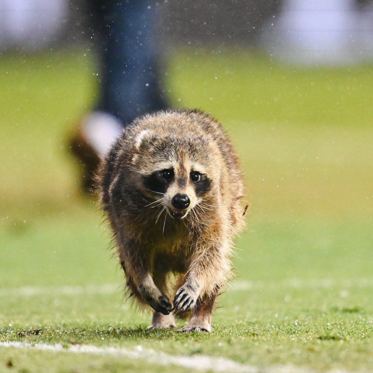 🦝 update 🚨 

Our friend was put in good hands with @HoffmansPest and has been safely released!

#DOOP