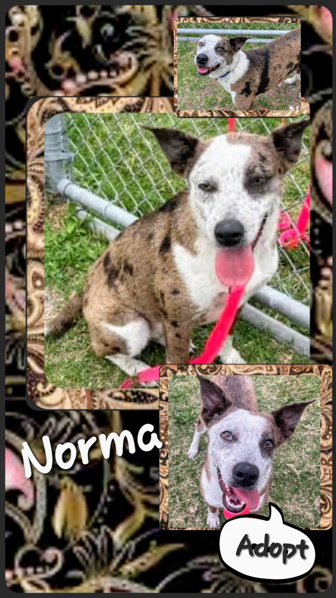 ⏰🚨⏰Spectacular NORMA #A366681 ONE YEAR OLD 30lb Cattle Dog is gonna DIE 5/20 because she's HIGH energy. She's a WORKING dog that needs a JOB not a NEEDLE 💉 😡 Help SAVE Norma🙏 Pledge here, FOSTER or ADOPT her at CORPUS CHRISTI AC 📧 ccacsrescues@cctexas.com 📞 361-826-4630