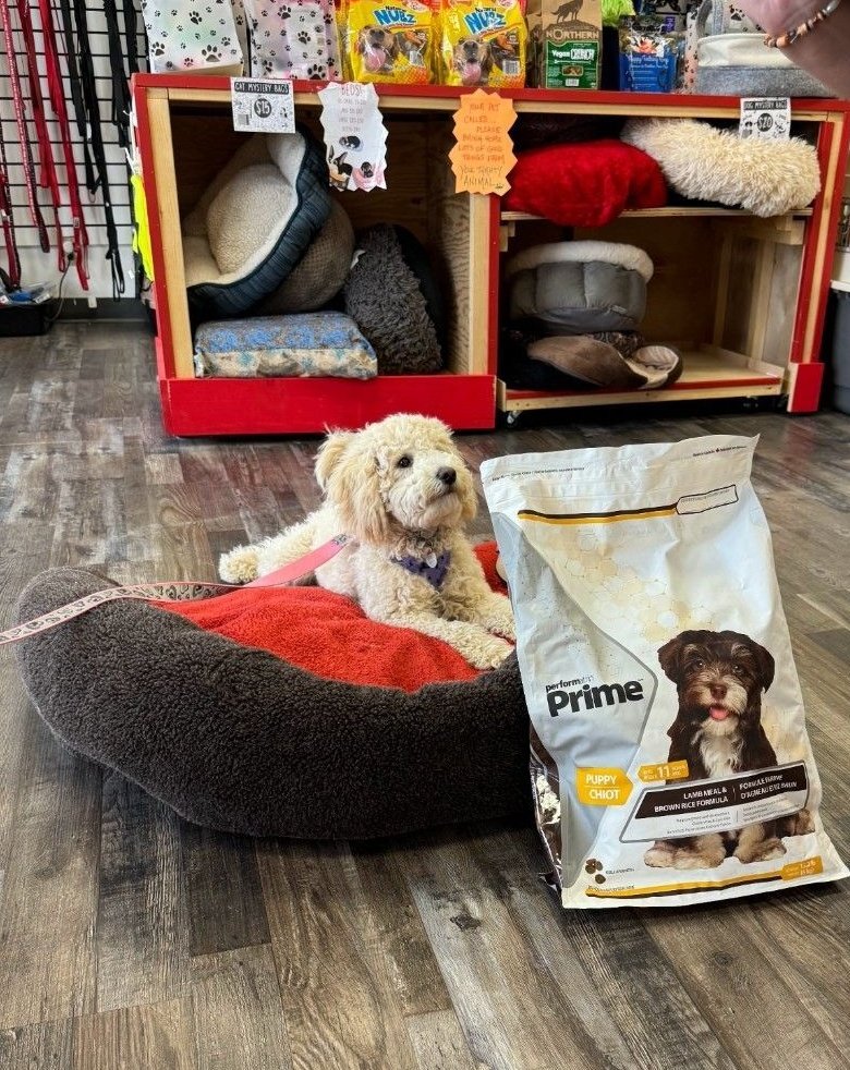 #fortmcmurray evacuee Benny popped by today to pick up some new toys, a bed, and treats/food. He had to leave his community very fast with his guardian and needed some essentials. 

Thanks to our generous donors for making sure we had items for pets like Benny!