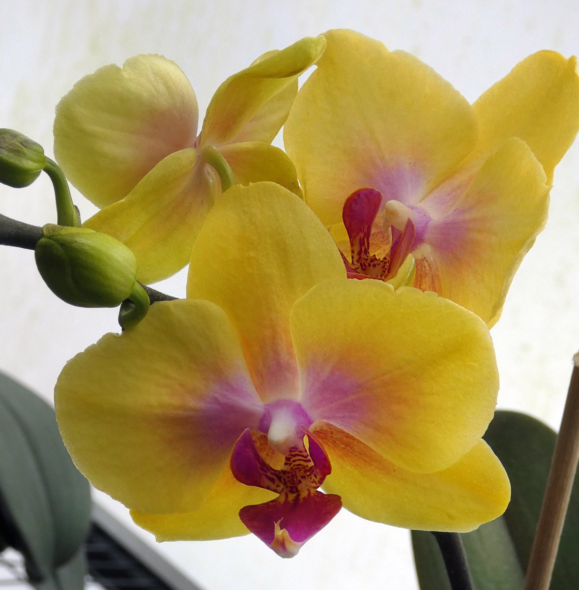 @ViewFromShikhar Share something yellow from your gallery

Yellow Dendrobium Orchid in bloom
Orquídeas Runtun, Ecuador