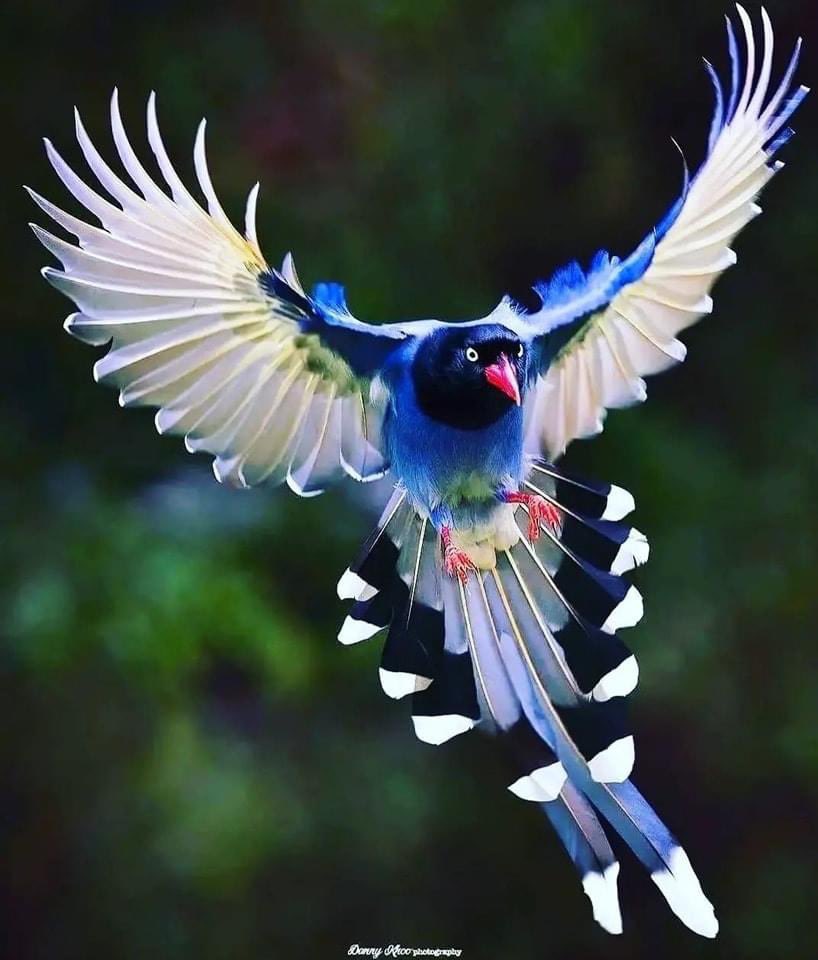 Taiwan Blue Magpie…spectacular! 🤩