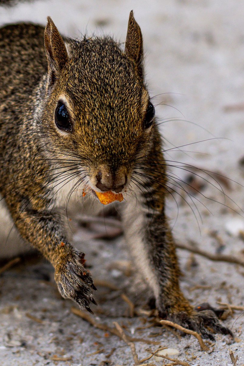 @BraydenCreation Insta : @ Laure_photos21 

🐿️