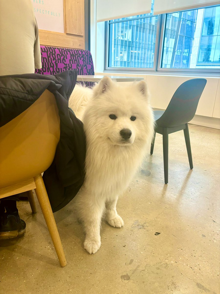 วันนี้เพื่อนที่ทำงานเอาน้องหมาซามอยด์มาออฟฟิศ 🥹 ขนฟูมากกกกก เชื่องมากกกกก ที่ตลกคือเจ้าของน้องบอกว่าน้องชื่อบลู แต่ทุกคนเรียกแล้วไม่หัน นางเลยบอกว่าจริงๆ ชื่อจีนชื่อฉ่าวฮั่น (หรืออะไรทำนองนั้น) พอเราเรียกฉ่าวฮั่นอิน้องถึงได้หัน ทุกคนเลยแบบอ่อ น้องมันฟังออกแต่ภาษาจีน 555555555555