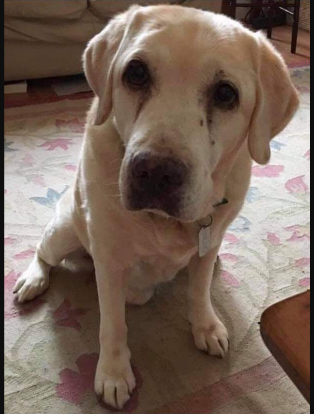 Meet Bruno , a retired guide dog & Therapy dog , he is 19 today 😍 Wish him a happy birthday 🎉🎁