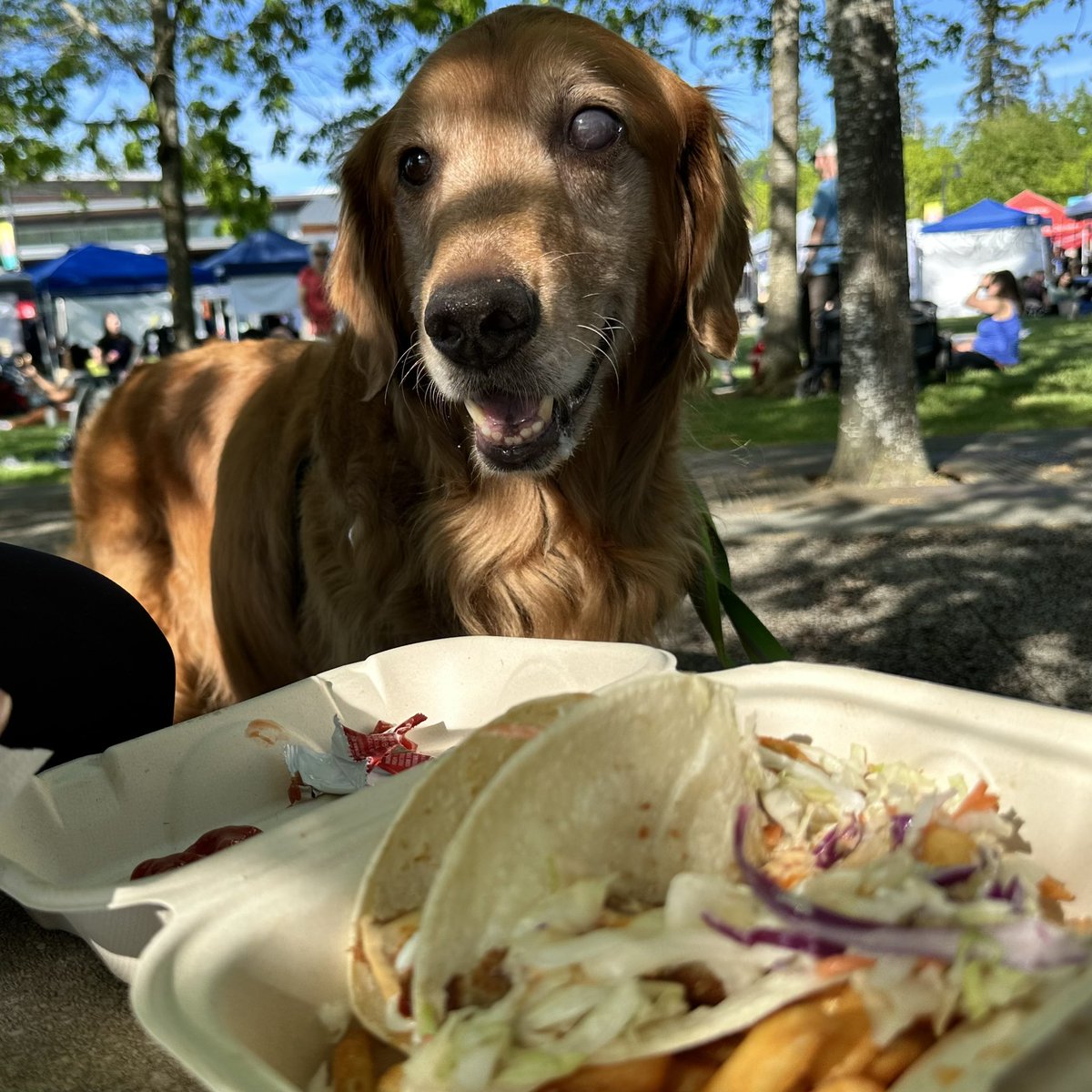 Yeah … dinner out at the #SammamishFarmersMarket with fish tacos 🌮 from the @fivehooksfish food truck. #LuckyPuppers #LivingMyBestLife #Tacos #FarmersMarket #GoldenRetriever