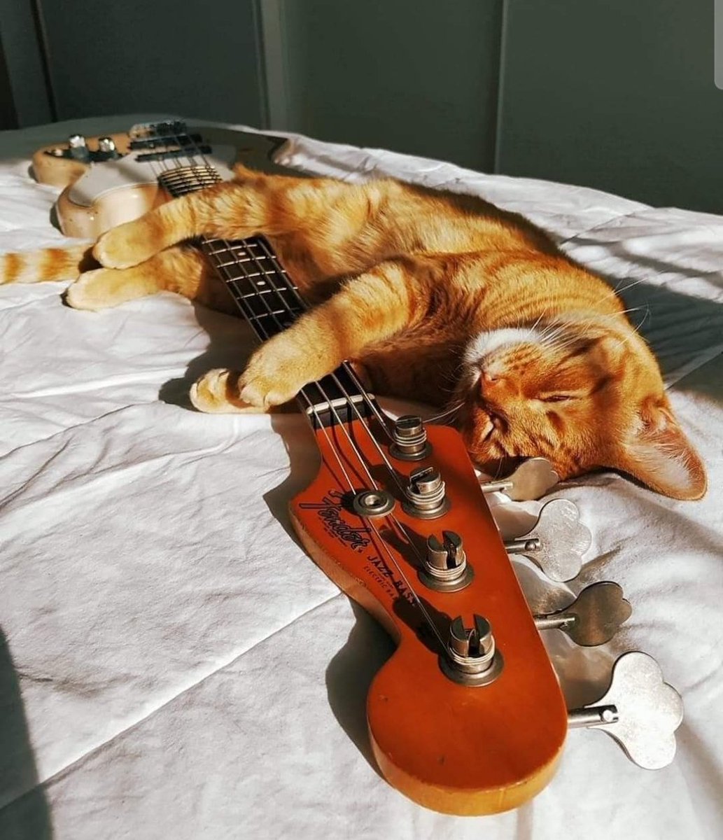 If my cat had a bass! 😹