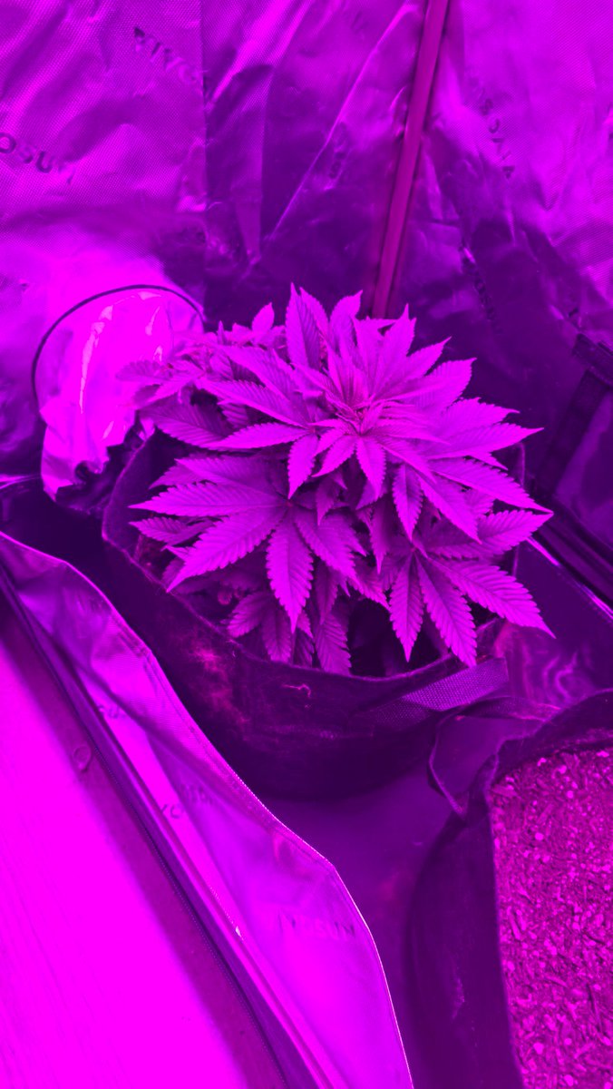 So this is 30 days vegetative growth. I'm expecting to cultivate in 30 days. 60 days to smoke. I just planted a second autoflower. I'll hang my plants in the bathroom.