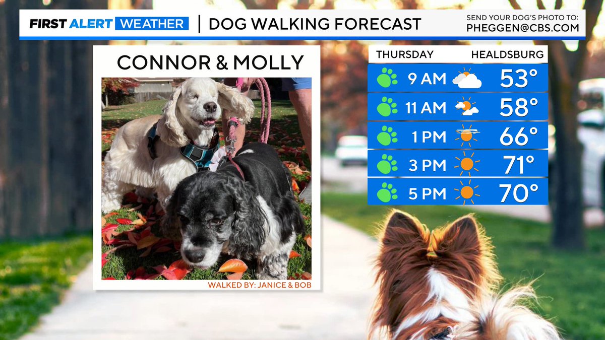 A cool-ish forecast for 'Connor & Molly' in Healdsburg on Thursday — the North Bay will be the coolest inland part of the Bay Area, but these sweet spaniels will still get to enjoy plenty of sunshine once the morning fog dissipates. Great walking weather once again!