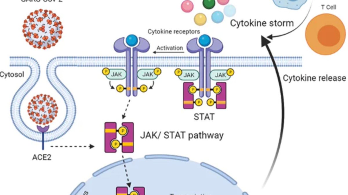 A #cytokine #storm also called #hypercytokinemia is a physiological reaction in humans and other animals in which the innate #immune system causes an uncontrolled & excessive release of pro-inflammatory signaling molecules called cytokines.

topazstudios.com/blogs/shop/cyt… #inflammation