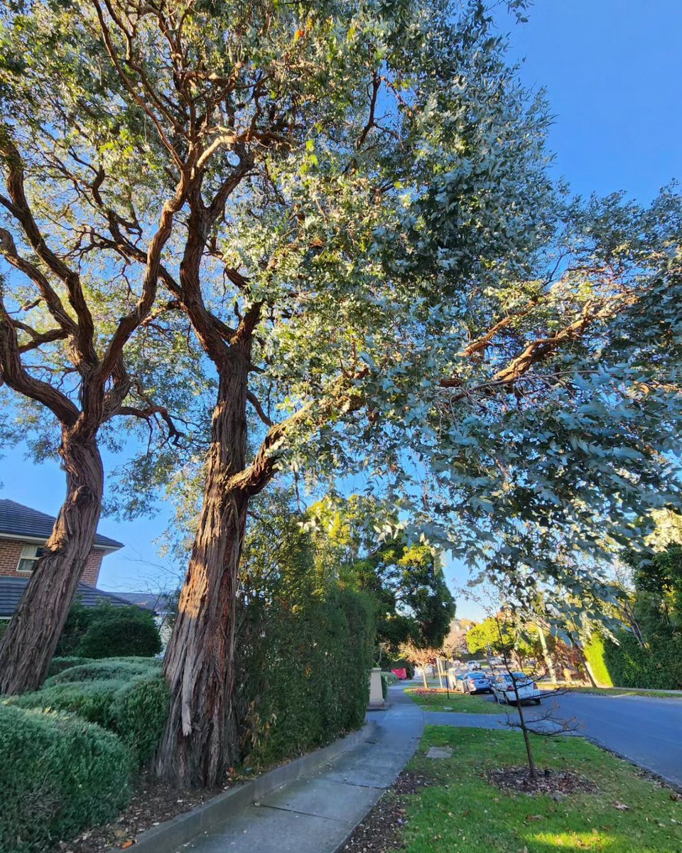 A beautiful pair of large Argyle Apples in Melbourne's eastern suburbs. What a stately duo! Love to see big trees like this celebrated and protected in town! 🌳Argyle Apple, Eucalyptus cinerea. Indigenous to inland parts of SE NSW, ACT and NE Victoria. #LoveAGum