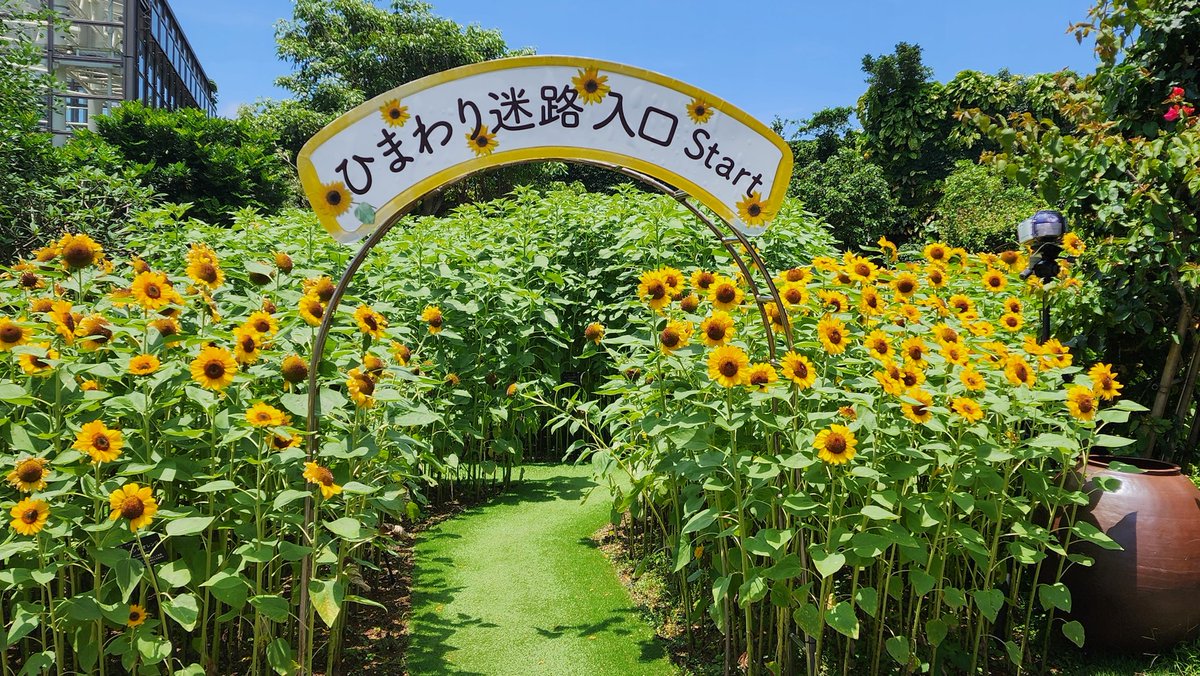 熱帯ドリームセンターで　ひまわりの迷路　やってますよ🌻
まだ五分咲きだったので　満開はこれからだはず〜😊💕

#musicshower