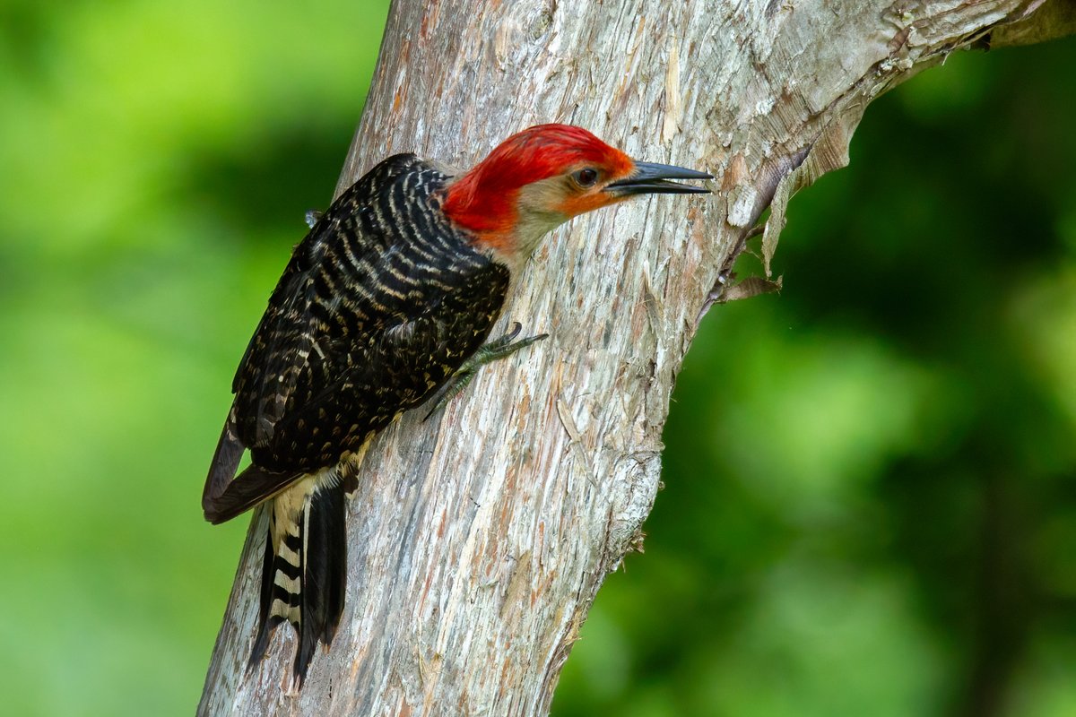 Red-bellied Woodpecker on a cedar tree in the late afternoon sunlight. #redbelliedwoodpecker #TwitterNatureCommunity