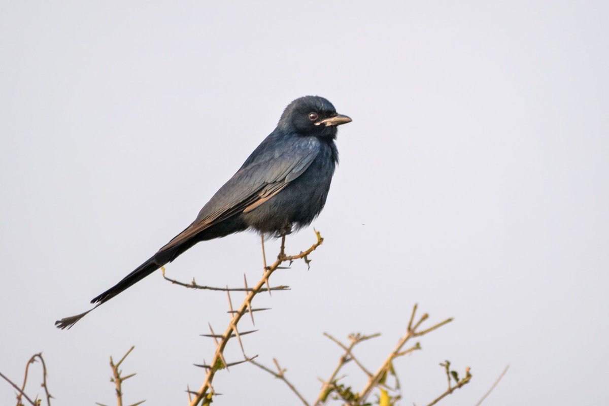 Black Drongo

#Photography
#PhotoOfTheDay
#InstaPhoto
#PicOfTheDay
#CaptureTheMoment
#VisualArt
#PhotographerLife
#ArtOfVisuals
#Exposure
#VisualStorytelling
#PhotoLife
#ThroughTheLens
#Snapshot
#PerfectShot
#FocusOnTheGood
#Shutterbug
#PhotoMagic
#FrameItUp
#PhotoJunkie