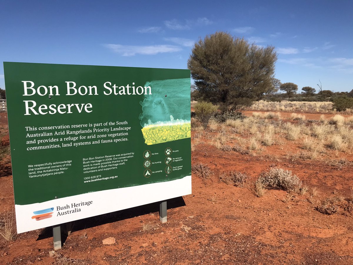 Thank goodness we have organisations like @BushHeritageAus trying to conserve Australian Sandalwood (Santalum spicatum) — on country. Bon Bon Station Reserve, South Australia. 1/2 Antakirinja Matu-Yankunytjatjara Country