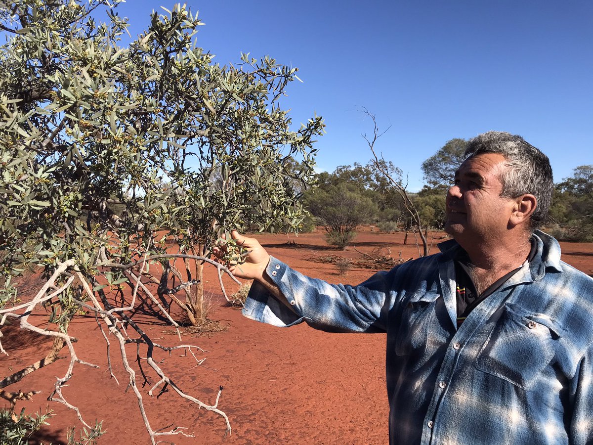 Also kudos to other NGOs, Aboriginal corporations, pastoralists and property owners doing their best to conserve sandalwood on country. 
Pictured: Badimia Elder Ashley Bell. 
#BadimiaCountry