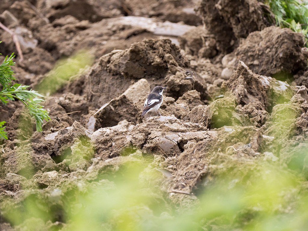 European Pied Flycatcher (Ficedula hypoleuca) in #Annemasse #HauteSavoie #France

@mybirdcards #APPicoftheWeek #BirdsofTwitter #BirdsSeenIn2024 #EarthCapture #fsprintmonday #IndiAves #LumixGH #LumixIndia #LumixPhotography #Panasonic #shotonLUMIX #ThePhotoHour #WhereLumixGoes