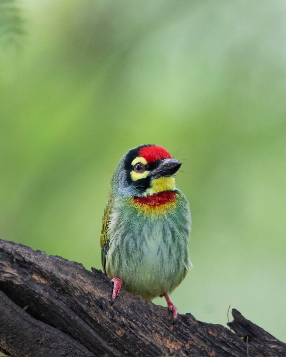 Coppersmith Barbet #OBS #IndiAves #incredibleindia #BBCWildlifePOTD #canonindia #BirdsOfTwitter #birds #nature #NatureLover #photographer #photooftheday