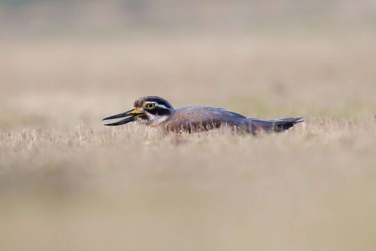 Exploring the Enigmatic Great Stone-Curlew: A Marvel of Tropical Southern Asia!

@pargaien @UKNikon #indiaves @Natures_Voice #ThePhotoHour #BBCWildlifePOTD @AnimalPlanet @DiscoverKorea_ @WildlifeMag @NikonUSA #natgeoindia #BirdsOfTwitter @DiscoverMag #BirdsSeenIn2024 @BNHSIndia