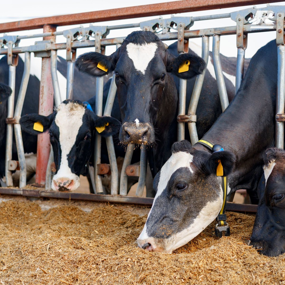Managing dairy cows effectively involves balancing rations to prevent Sub Acute Ruminal Acidosis (SARA). Recent research highlights the critical role of diet composition in preventing SARA and maintaining optimal rumen health. 🐮🌾 bit.ly/reid-sara
#DairyFarming #FarmTips