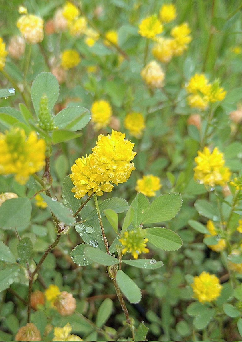 ツメクサの仲間ｶﾅ 　　　☘️🌿💛🌿☘️