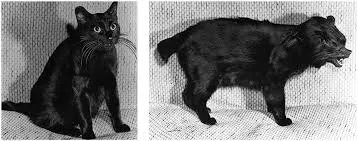 "The Dogma Catastrophe": A story about this, this and the "other", by <a href="/reubstock/">Reuben Steiger</a> open.substack.com/pub/reubenstei…