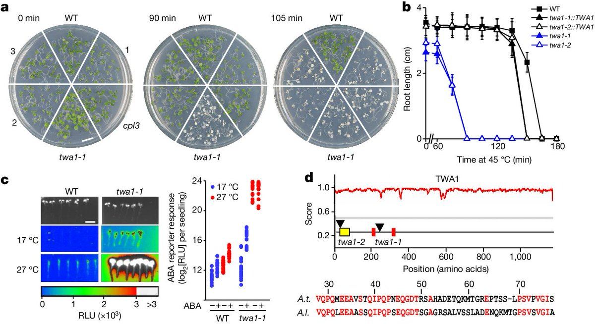 "The temperature sensor TWA1 is required for thermotolerance in Arabidopsis" rdcu.be/dH4gJ @nature

At high temperatures, TWA1 changes its conformation and allows physical interaction with JAM transcription factors and TPL/TPR proteins for repressor complex assembly.