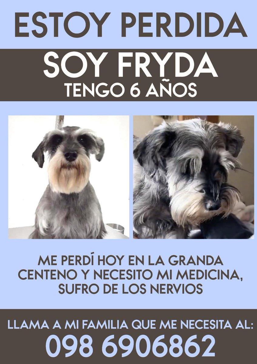 #PERDIDA #QUITO
Nombre: #FRIDA
Fecha: 15/05/24
Sector: Norte, Gaspar de Escalona y Granda Centeno
Sexo: Hembra
Raza: Schnauzer 
Obsv : Color gris, esterilizada, necesita cuidados médicos
Contacto: 0986906862
¡Ayúdala a volver con su familia!
#AlertaMePerdí