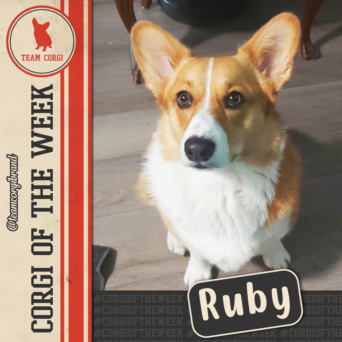 This week’s #CorgioftheWeek is Ruby!

teamcorgibrand.com/pages/corgi-of…

#TeamCorgi #CorgiCrew