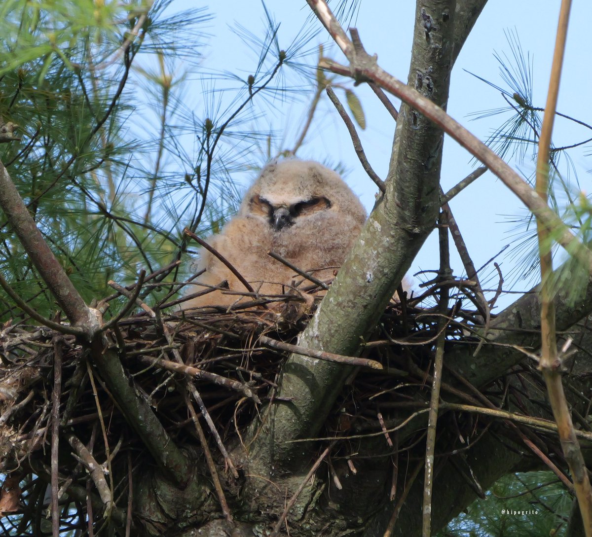 Great Horned Owlet
Northport, Long Island, NY

#birds #owls #birding