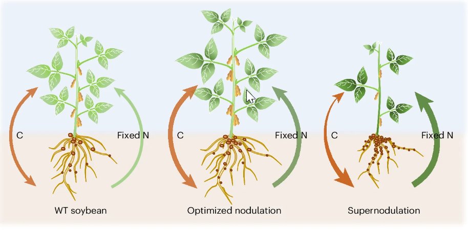New: "Genetically optimizing soybean nodulation improves yield and protein content" rdcu.be/dH4iZ

Optimizing soybean nodulation, rather than supernodulation, improves N and C assimilation by balancing source–sink relationships. Yield and protein content are increased.