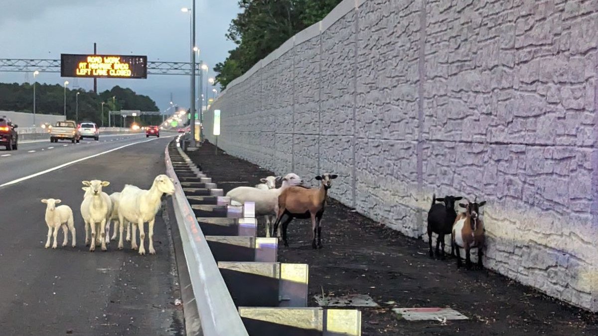 VSPPIO's tweet photo. #VSP doesn't "kid" πaround when it comes to protecting wayward travelers on I-64 in Chesapeake! Why did the goats sneak around the wall near their farm? To see what was on the other side! Butt, seriously, Chesapeake Animal Patrol safely returned them all home. #valorservicepride https://t.co/cQIejDOksn