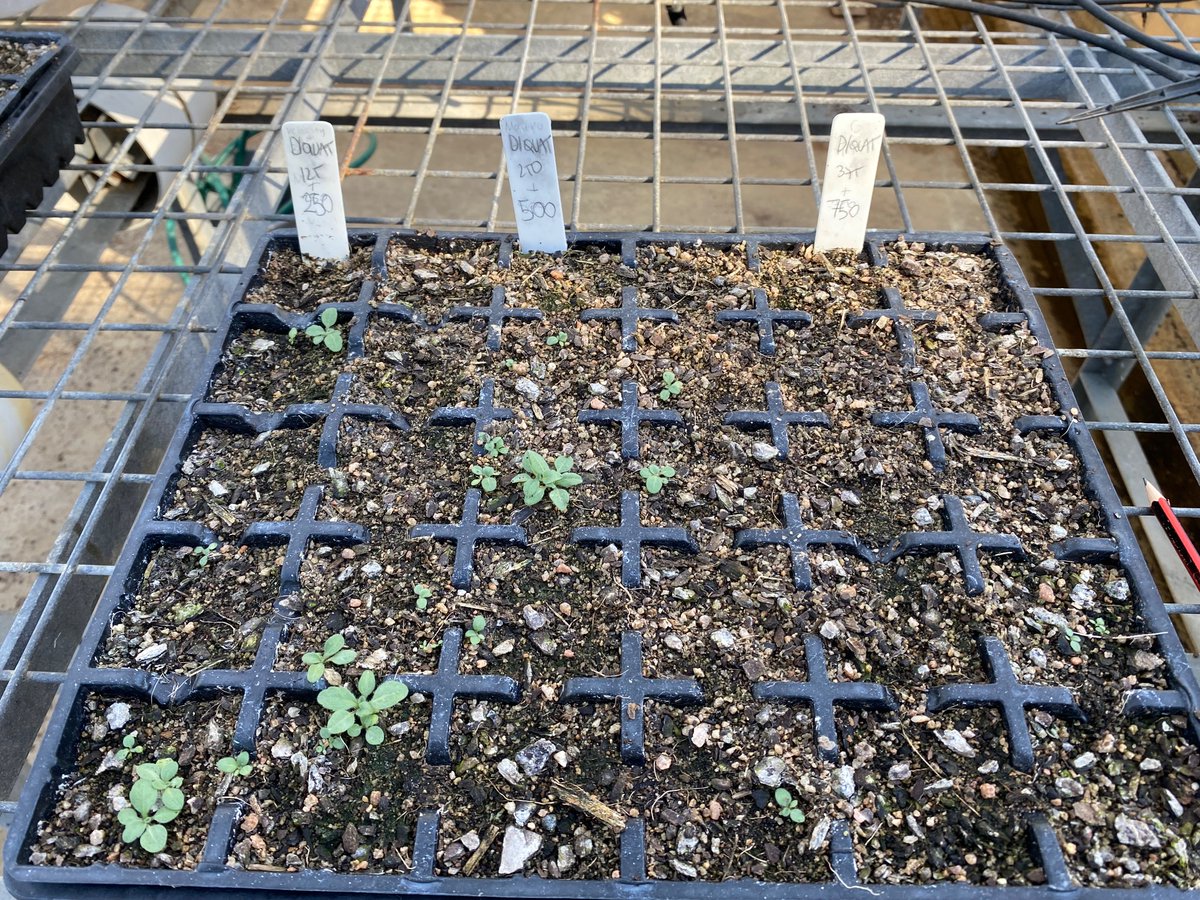 Effect of second knock comparing 3 rates of paraquat vs same 3 rates of diquat (250,500,750 g ai) on paraquat-resistant fleabane.  One step closer to estimate LD50 values and find a simple solution to control it.