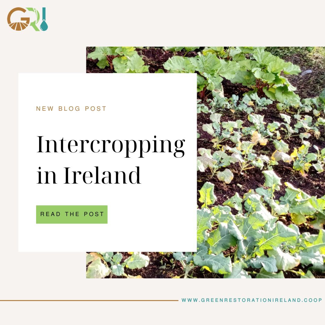 Dive into the world of intercropping with insights from Dr. Kamel Badr! 🌱 Explore our latest blog as we unravel the benefits, techniques, and sustainable practices of intercropping. Read our new blog here: buff.ly/3ye0ufO #greenrestorationireland