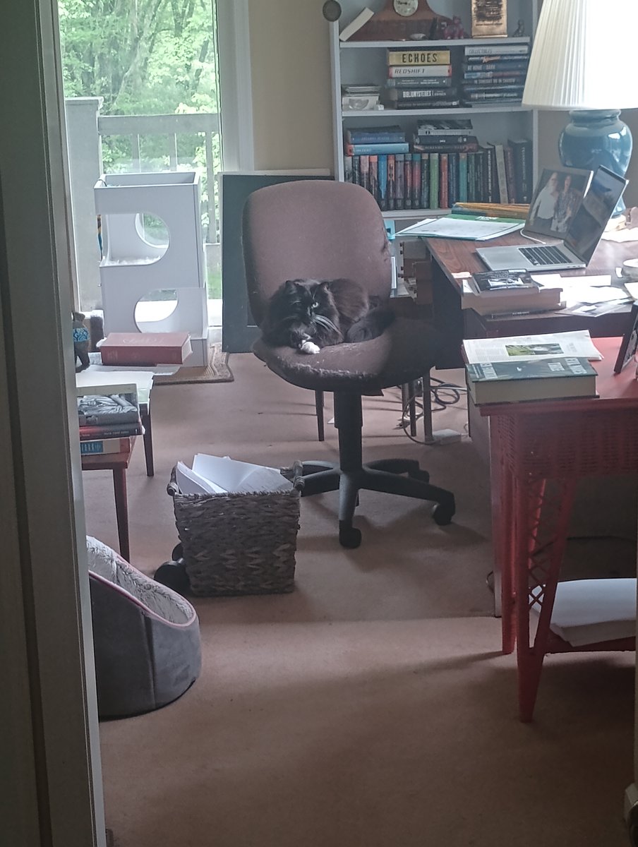very touching to see that Zanche is in my study, at my desk, in my absence. (photo courtesy of kitty-sitter F.L.)