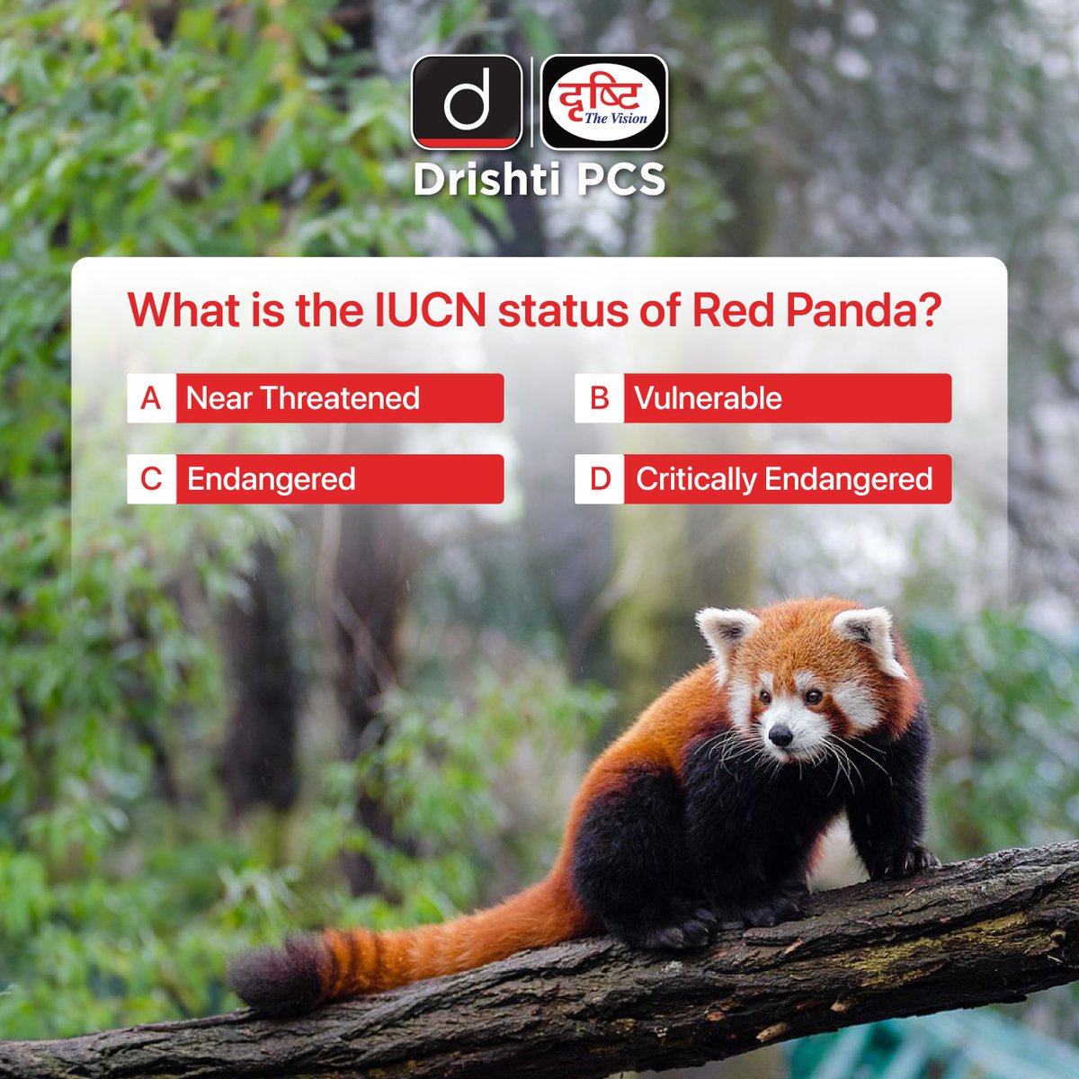 Guess the IUCN status of the Red Panda. Share your answer in the comment section.

#RedPanda #Sikkim #StatehoodDay #Nature #India #IUCN #Animal #Winters #NorthEastIndia #IAS #UPSC #IncredibleIndia #SikkimTourism #Explore #CriticallyEndangered #DrishtiIAS #DrishtiPCS