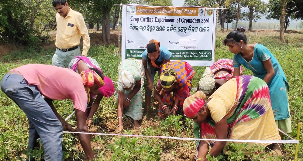 Exploring crop yields! @bptabc_mssrf conducted a crop-cutting experiment of GJG-32 variety certified groundnut seeds in the seed production patch in Boipariguda block as part of the Alternative Seed System Model project. @HariharanGN @Rengalakshmi10 @arvindpadhee @PIBAgriculture