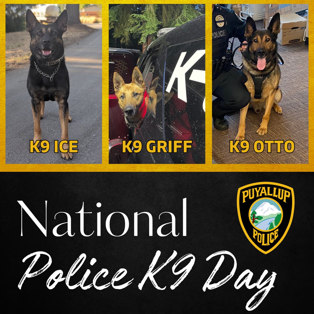 Today is National Police K9 Day! We are so thankful to have three dedicated, hardworking, and ADORABLE K9 Units on Team PPD. We love you Ice, Griff, and Otto! #NationalPoliceK9Day