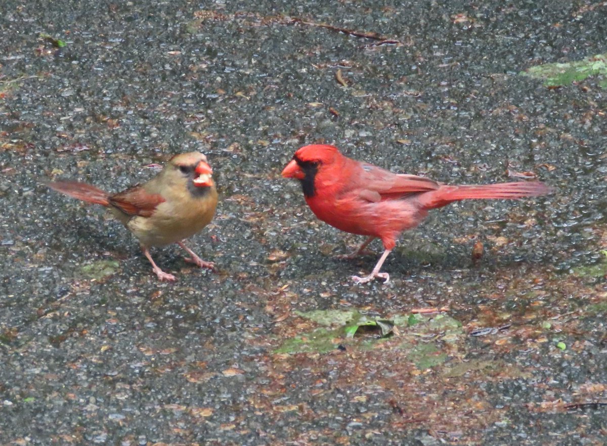The northern cardinals were in the Heather Garden (Fort Tryon Park). @BirdCentralPark #birdcpp