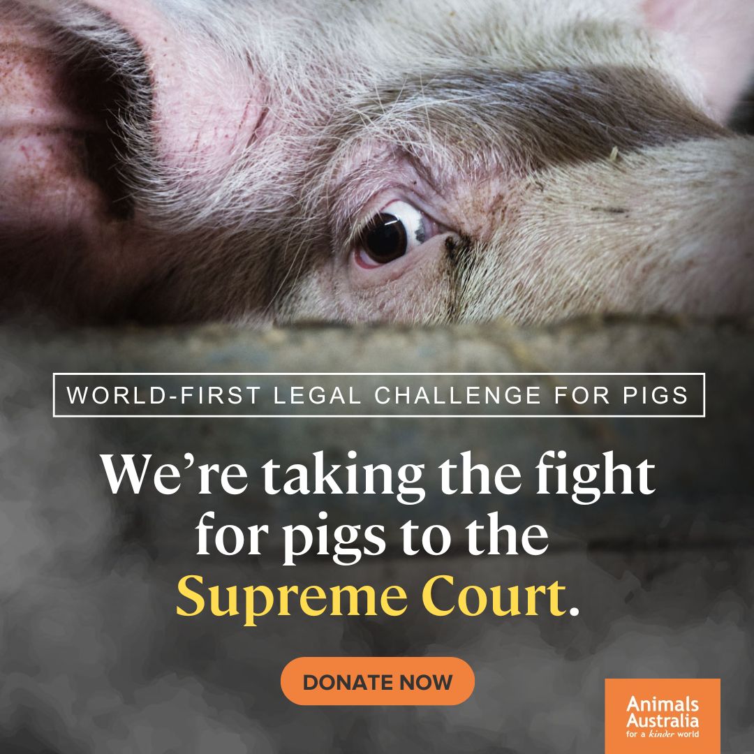 In a matter of days, we will walk into the Supreme Court of Victoria to challenge the legality of one of the cruellest methods of slaughtering pigs in the world — gas chamber suffocation. Help us give pigs their day in court. Donate to our case today: animalsaus.co/49UzEYc