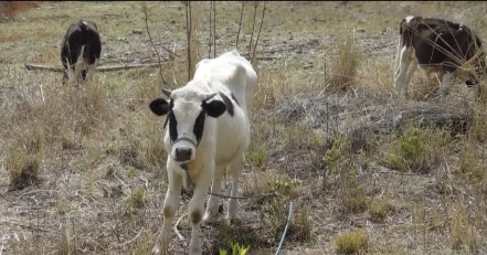 El sobrepastoreo se refiere a la situación en la que el ganado consume más pasto del que la tierra puede regenerar de manera natural. Este ocurre cuando hay un número excesivo de animales pastando en un área determinada durante un periodo prolongado. @Fedegan @jflafaurie