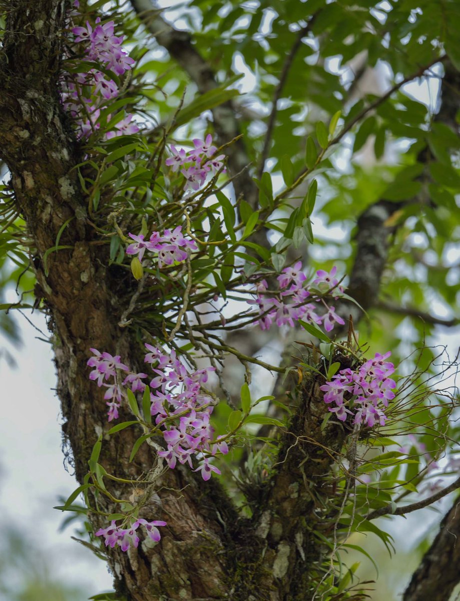 Dendrobium nobile Lindl.
@InsideNatGeo 
#PuspaMrga
#NareshSwamiInTheField
#OrchidsOfEasternHimalayaByNareshSwami
#NatGeoExplorer
For more on the Orchids of the eastern Himalaya, please download the mobile application
play.google.com/store/apps/det…