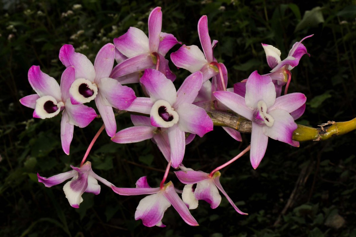 Dendrobium nobile Lindl.
@InsideNatGeo 
#PuspaMrga
#NareshSwamiInTheField
#OrchidsOfEasternHimalayaByNareshSwami
#NatGeoExplorer
For more on the Orchids of the eastern Himalaya, please download the mobile application
play.google.com/store/apps/det…